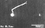 Photo: Gold electrolysis plating on Ni under plating 0.2&micro;m exposed to air